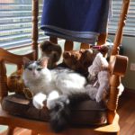 cat on rocking armchair